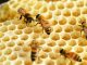 Dinge zu überprüfen bei der Bienenüberwachung