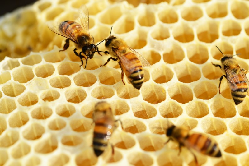 Überwachung der Bienen